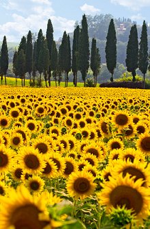 Welcome. Library Image: Sunflower Field